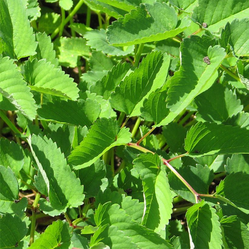 Nuokkuluppio - Sanguisorba obtusa (Lehvistö)