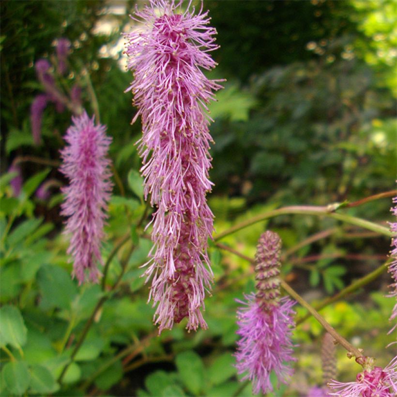 Nuokkuluppio - Sanguisorba obtusa (Kukinta)