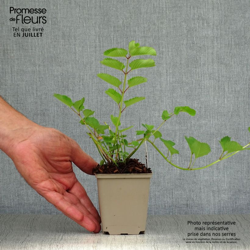 Esimerkki kesällä toimitetusta Nuokkuluppio - Sanguisorba obtusa Godet de 8/9 cm-taimesta
