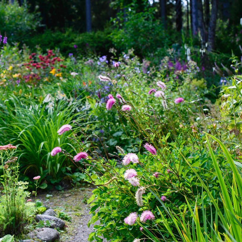 Nuokkuluppio - Sanguisorba obtusa (Kasvutapa)