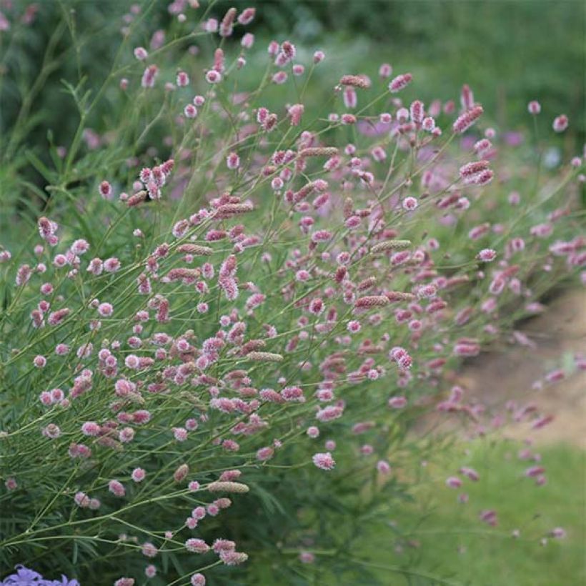 Punaluppio Pink Tanna (Kukinta)