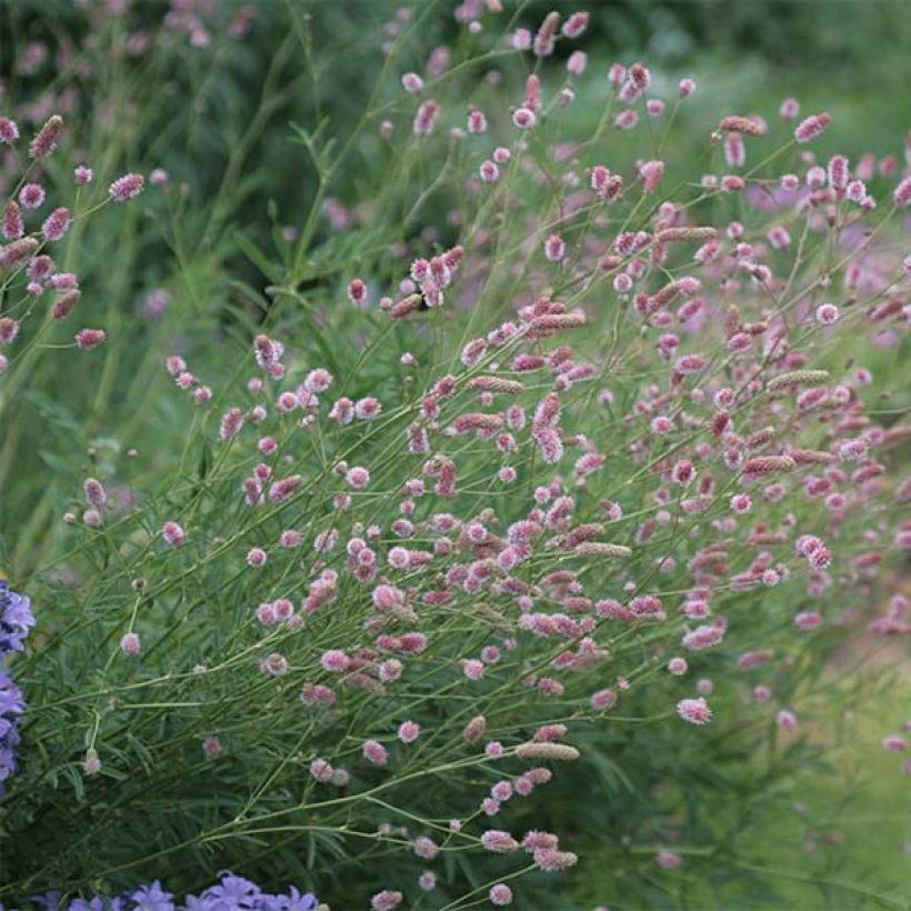 Punaluppio Pink Tanna (Kasvutapa)