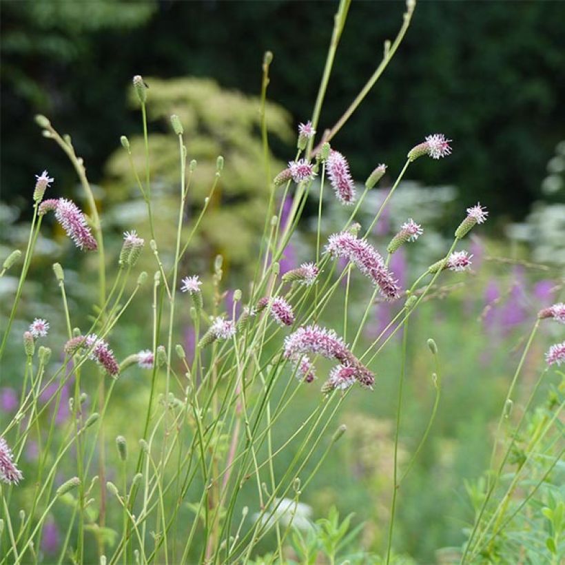 Kiiltoluppio var. purpurea (Kukinta)