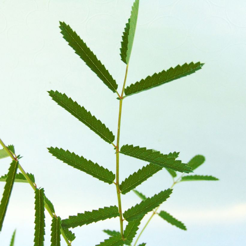 Kiiltoluppio var. purpurea (Lehvistö)