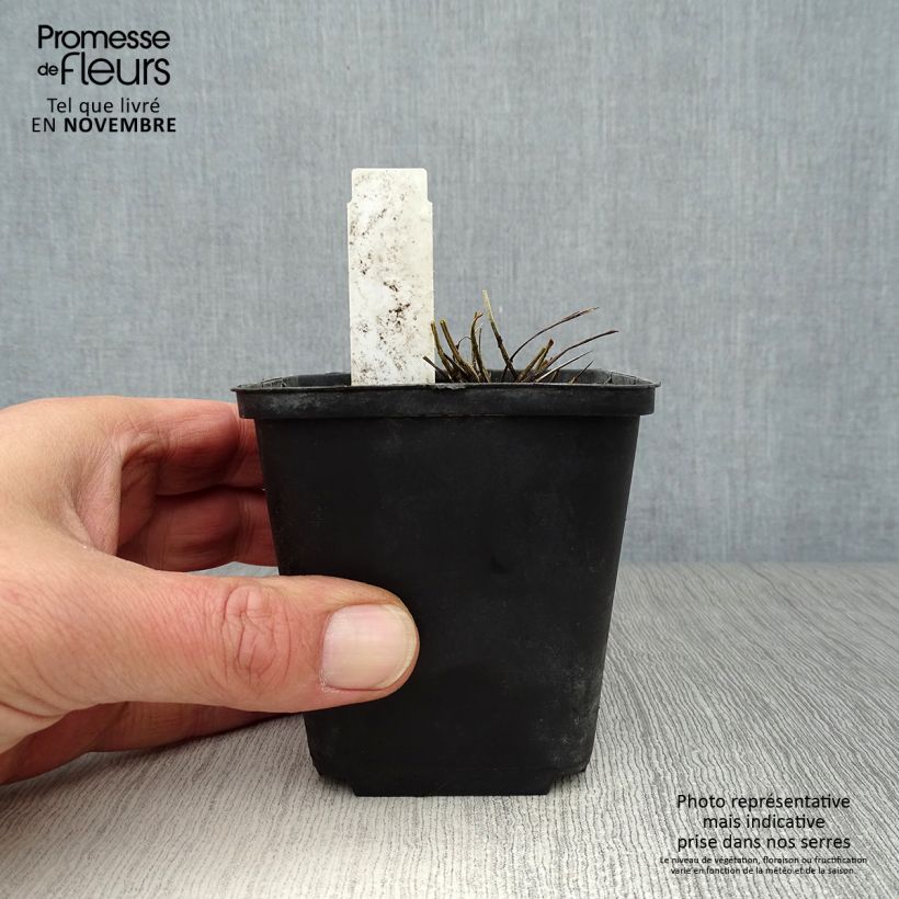 Esimerkki syksyllä toimitetusta Kiiltoluppio - Sanguisorba tenuifolia var. purpurea 8/9 cm taimiruukku-taimesta