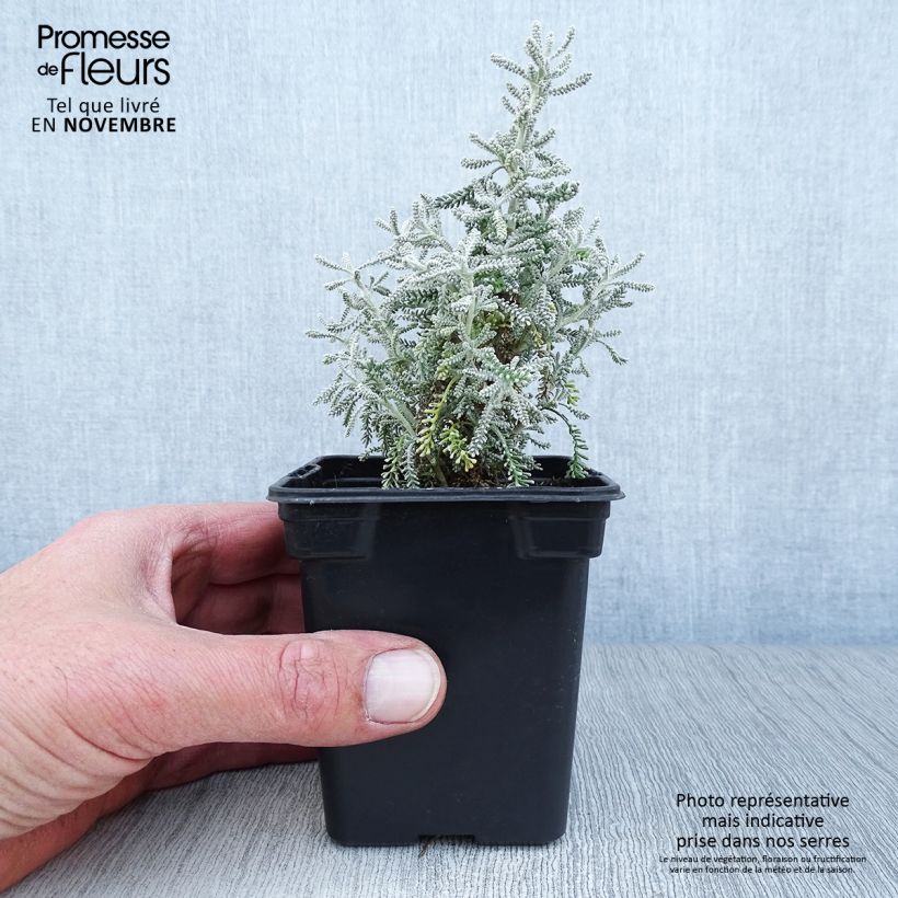Esimerkki syksyllä toimitetusta Nyhähopeayrtti - Santolina chamaecyparissus 7/8 cm taimiruukku-taimesta