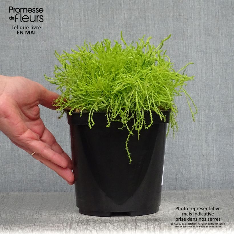 Esimerkki keväällä toimitetusta Hopeayrti Lemon Fizz Pot de 2L/3L-taimesta