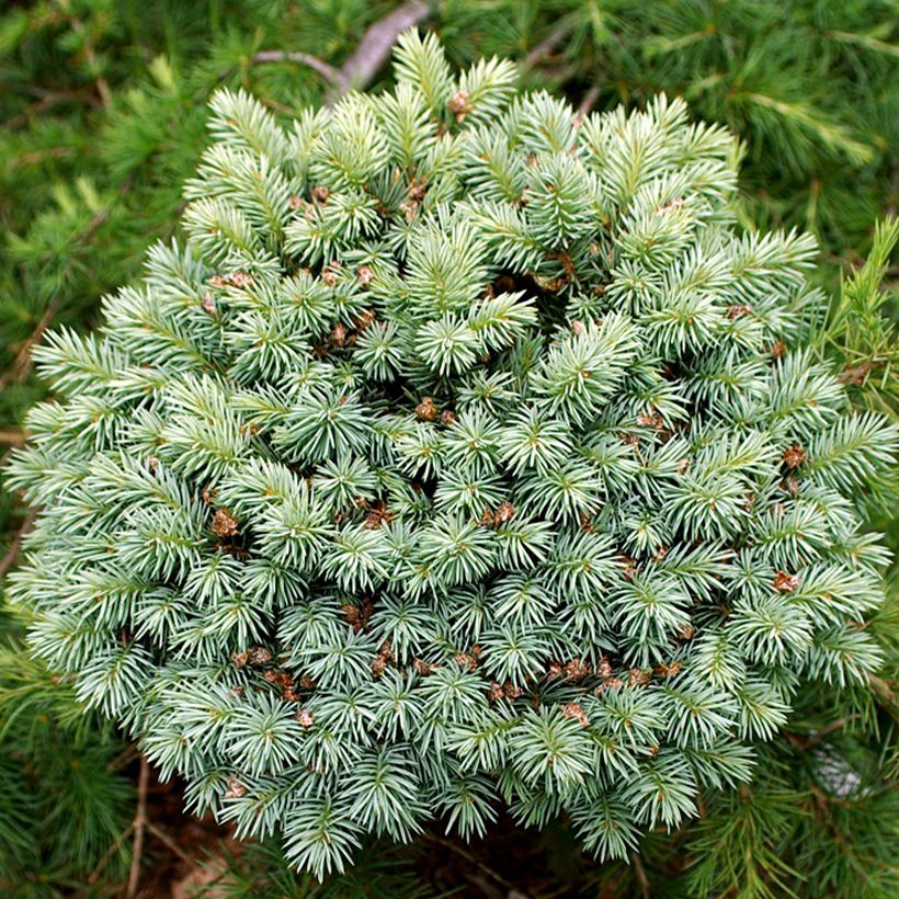 Okakuusi Blue Pearl (Lehvistö)