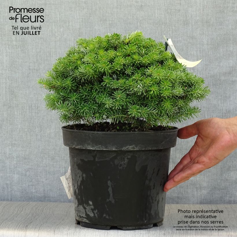 Esimerkki kesällä toimitetusta Koreanpihta Nadelkissen Pot de 7,5L/10L-taimesta