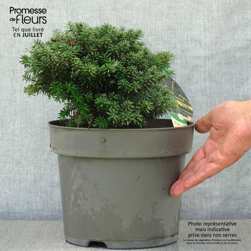 Esimerkki kesällä toimitetusta Koreanpihta Cis Pot de 7,5L/10L-taimesta