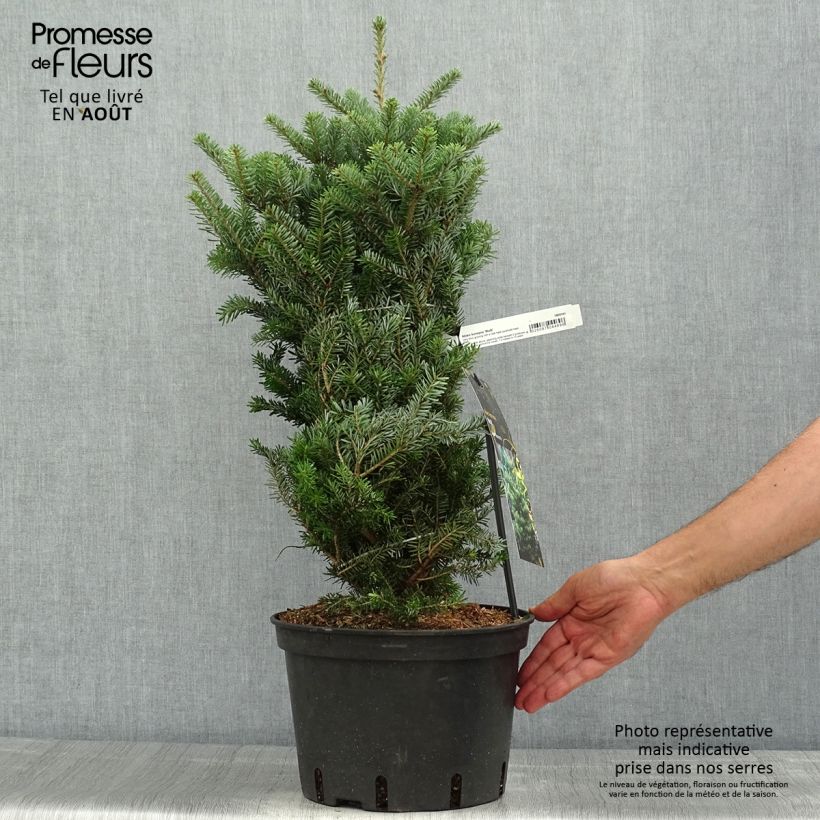 Esimerkki kesällä toimitetusta Sapin de Corée nain - Abies koreana Molli Pot de 4L/5L-taimesta