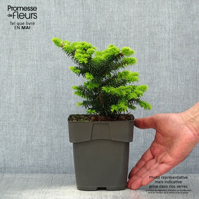 Esimerkki keväällä toimitetusta Palsamipihta Piccolo Pot de 2L/3L-taimesta