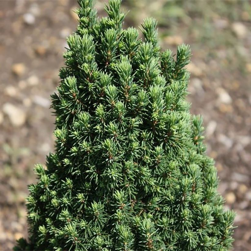 Valkokuusi Piccolo (Lehvistö)