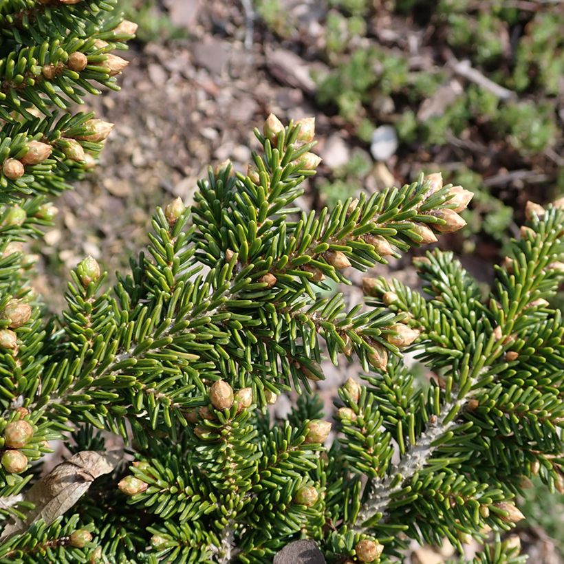 Idänkuusi Jewel (Lehvistö)