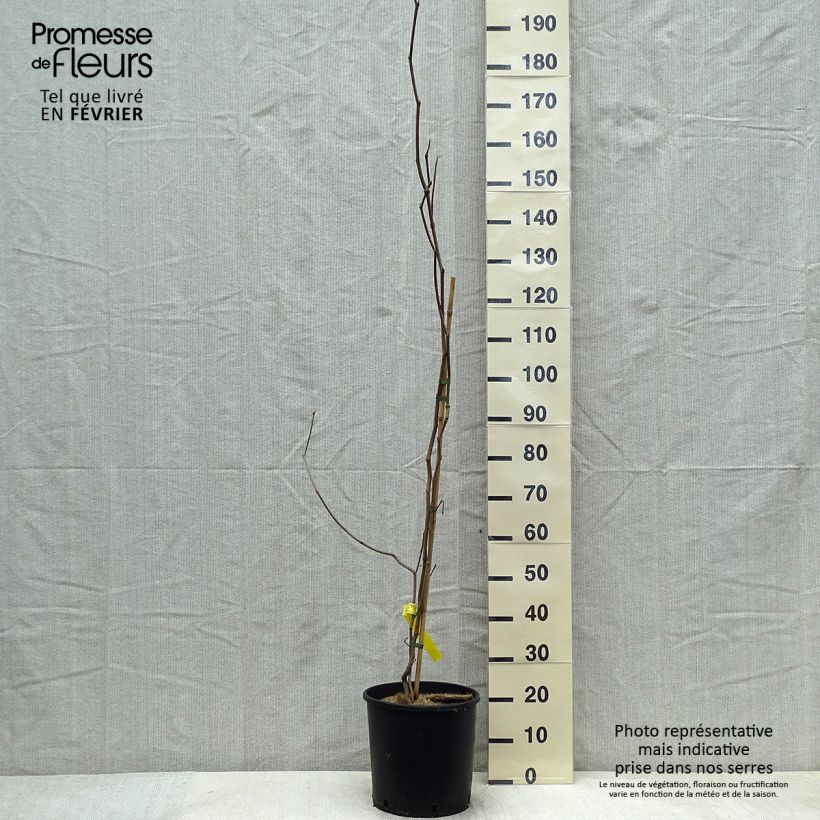 Esimerkki talvella toimitetusta Sapium japonicum 12 litran/15 litran ruukku-taimesta
