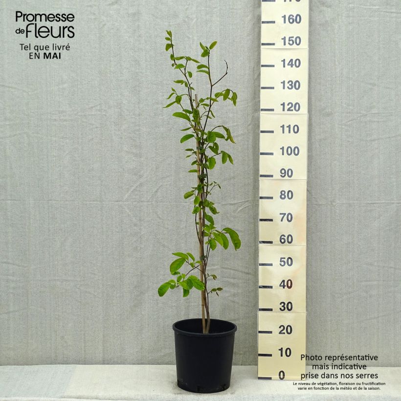 Esimerkki keväällä toimitetusta Sapium japonicum Pot de 12L/15L-taimesta