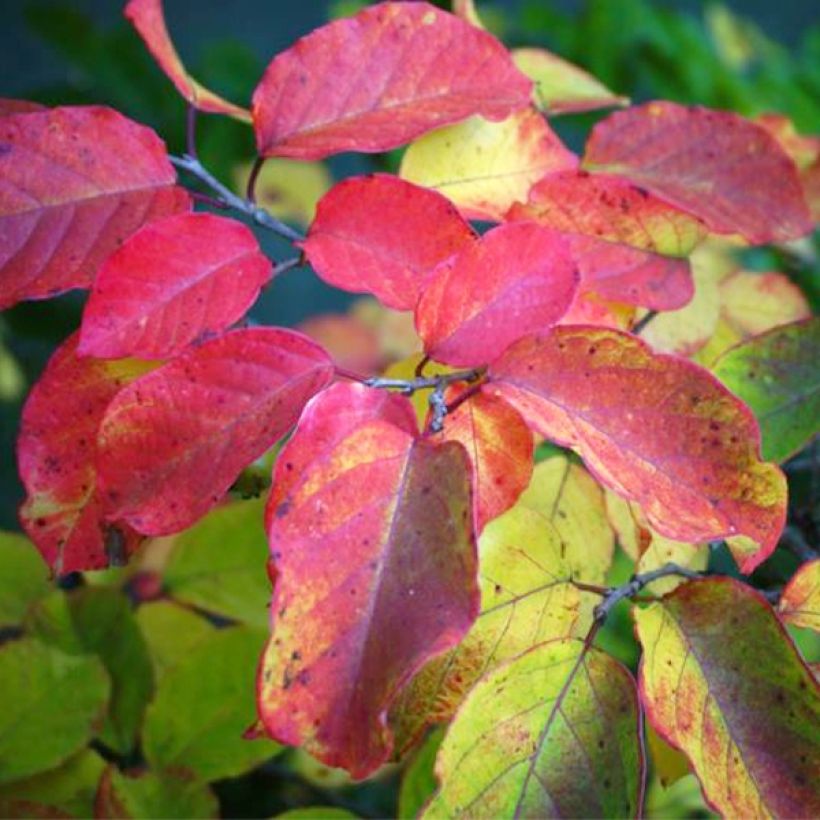 Sapium japonicum (Lehvistö)