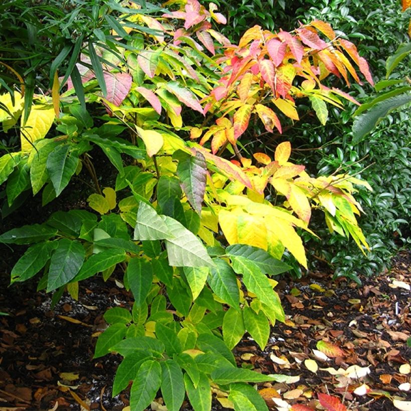 Sapium japonicum (Kasvutapa)