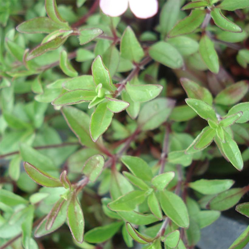 Kivikkosuopayrtti - Saponaria ocymoides (Lehvistö)