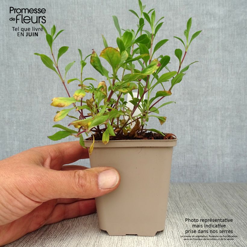 Esimerkki kesällä toimitetusta Kivikkosuopayrtti - Saponaria ocymoides Taimiruukku 8/9 cm-taimesta