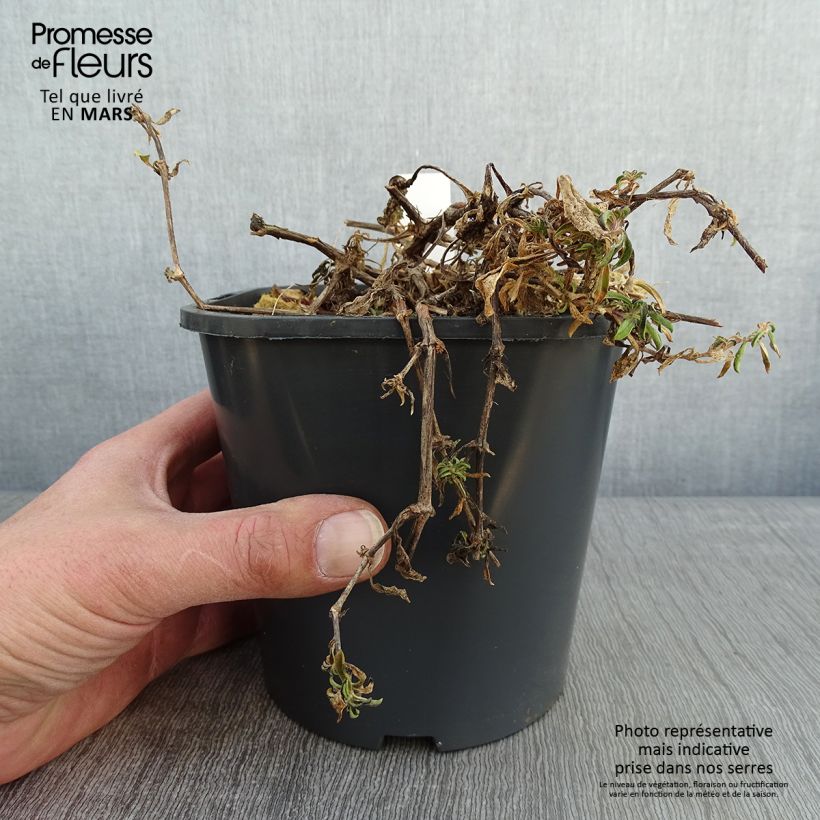 Esimerkki talvella toimitetusta Kivikkosuopayrtti - Saponaria ocymoides Ruukku 2L / 3L-taimesta