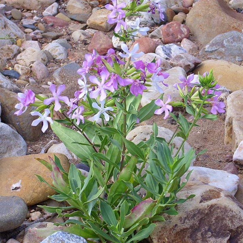 Rohtosuopayrtti - Saponaria officinalis (Kasvutapa)