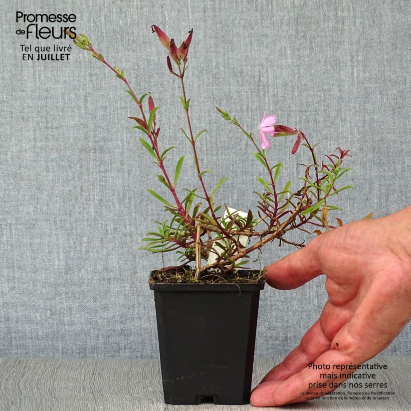Esimerkki kesällä toimitetusta Rohtosuopayrtti Alba Plena Taimiruukku 8/9 cm-taimesta
