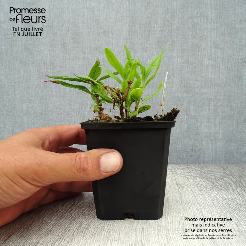 Esimerkki kesällä toimitetusta Rohtosuopayrtti Rosea Plena Taimiruukku 8/9 cm-taimesta