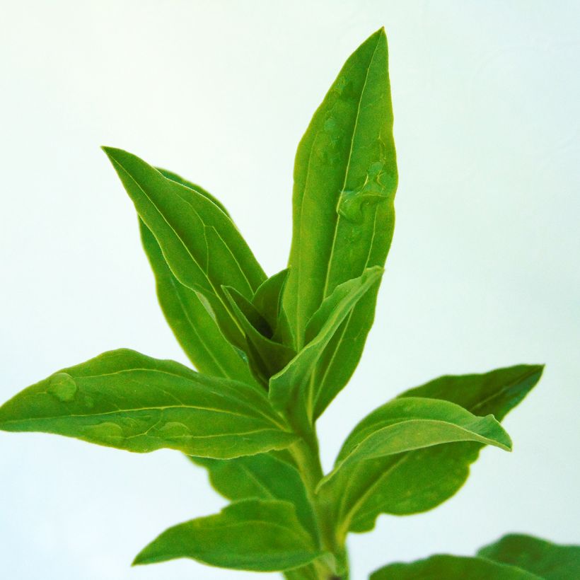 Rohtosuopayrtti - Saponaria officinalis (Lehvistö)