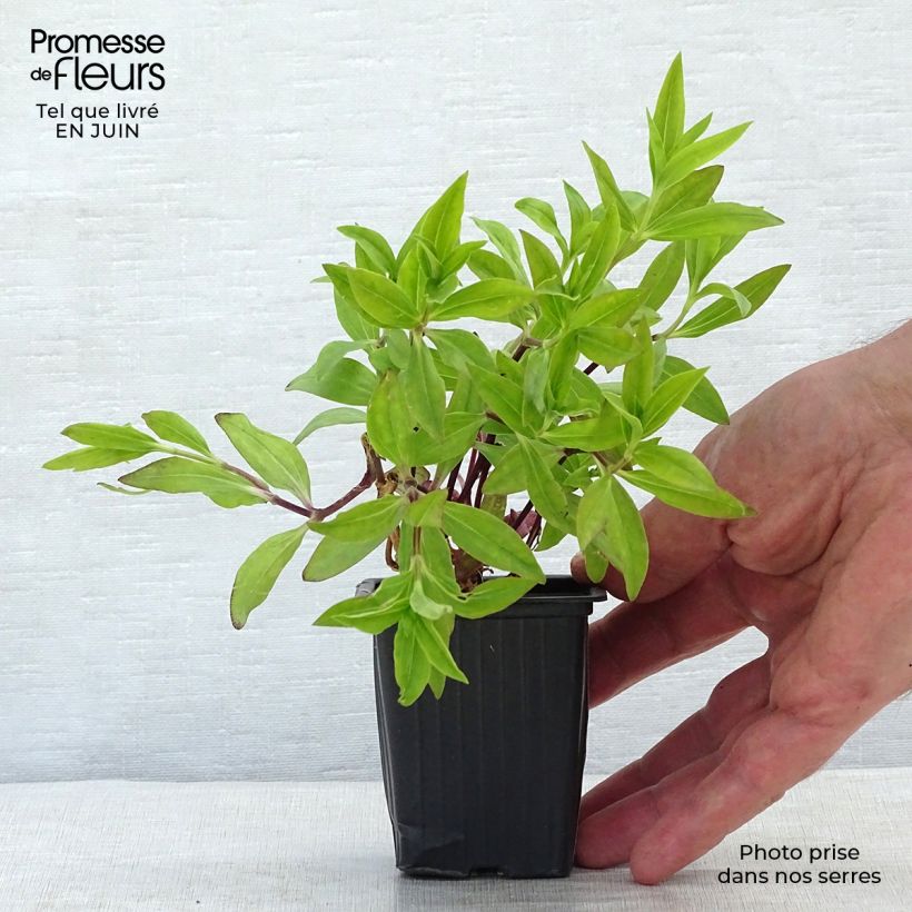 Esimerkki kesällä toimitetusta Rohtosuopayrtti - Saponaria officinalis Taimiruukku 7/8 cm-taimesta