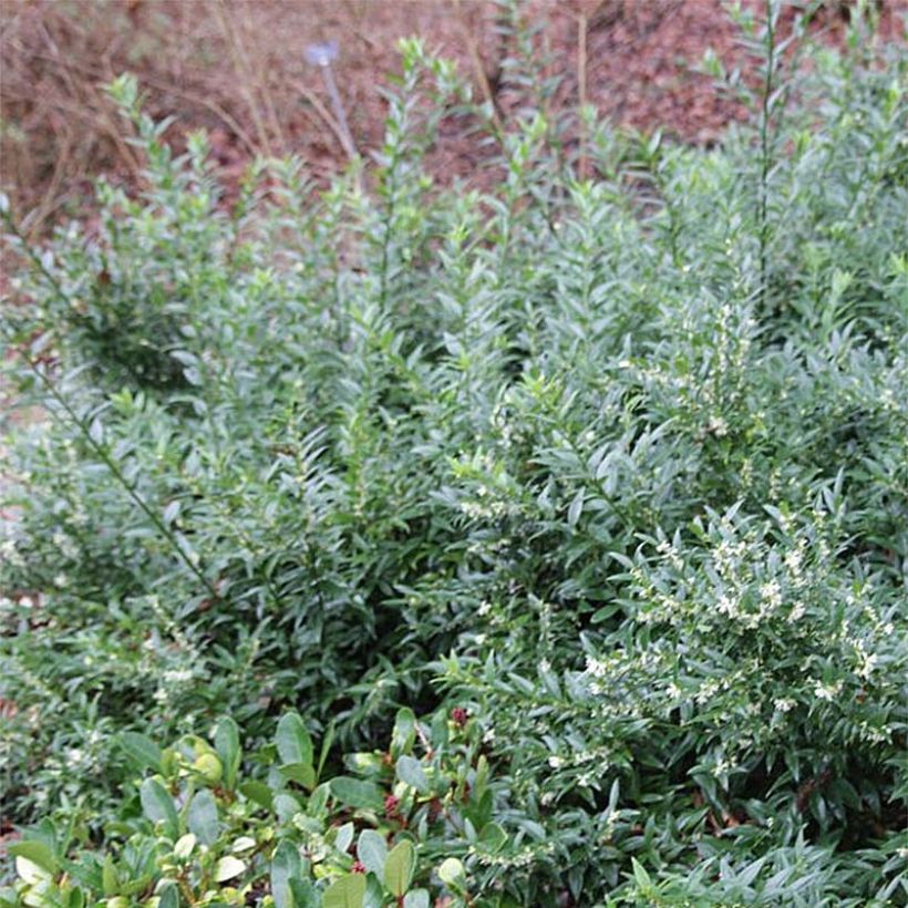 Sarcococca ruscifolia Dragon's gate (Lehvistö)