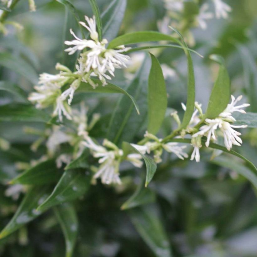 Sarcococca ruscifolia Dragon's gate (Kukinta)