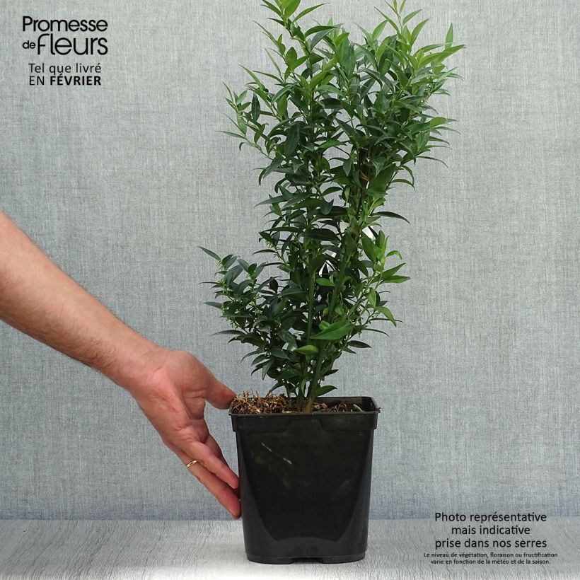 Esimerkki syksyllä toimitetusta Sarcococca ruscifolia Dragon's gate 3 litran/4 litran ruukku-taimesta