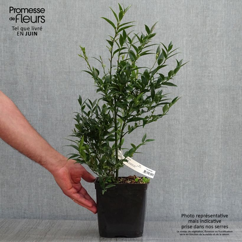 Esimerkki kesällä toimitetusta Sarcococca ruscifolia Dragon's gate Ruukku 3L / 4L-taimesta