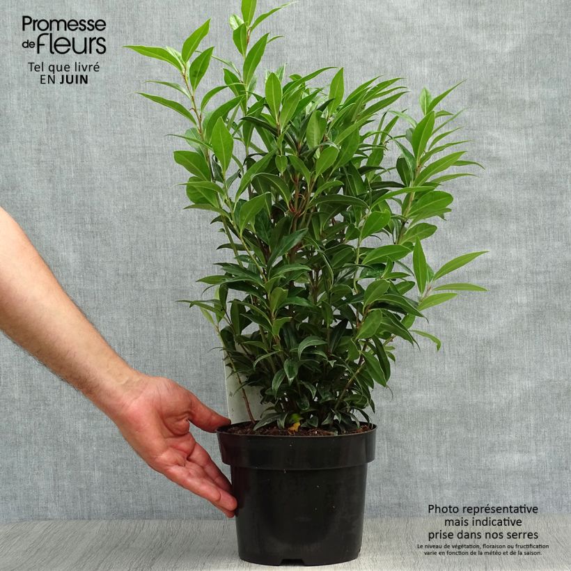 Esimerkki kesällä toimitetusta Sarcococca Winter Gem Ruukku 2L / 3L-taimesta