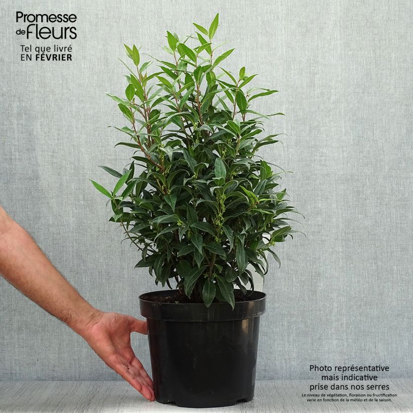 Esimerkki syksyllä toimitetusta Sarcococca Winter Gem 6 litran/7 litran ruukku-taimesta