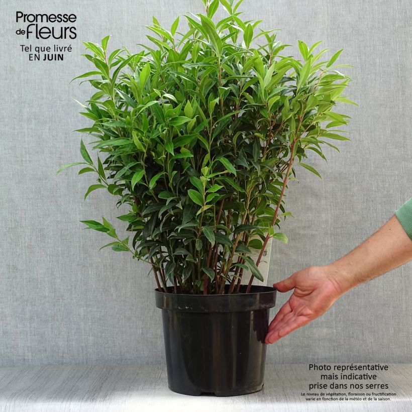 Esimerkki kesällä toimitetusta Sarcococca Winter Gem Ruukku 6L / 7L-taimesta
