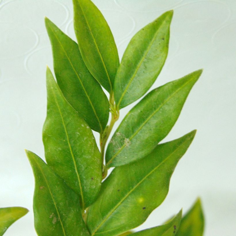 Sarcococca confusa (Lehvistö)