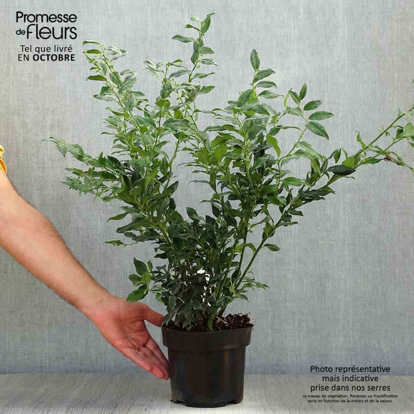 Esimerkki syksyllä toimitetusta Sarcococca confusa 2 litran/3 litran ruukku-taimesta