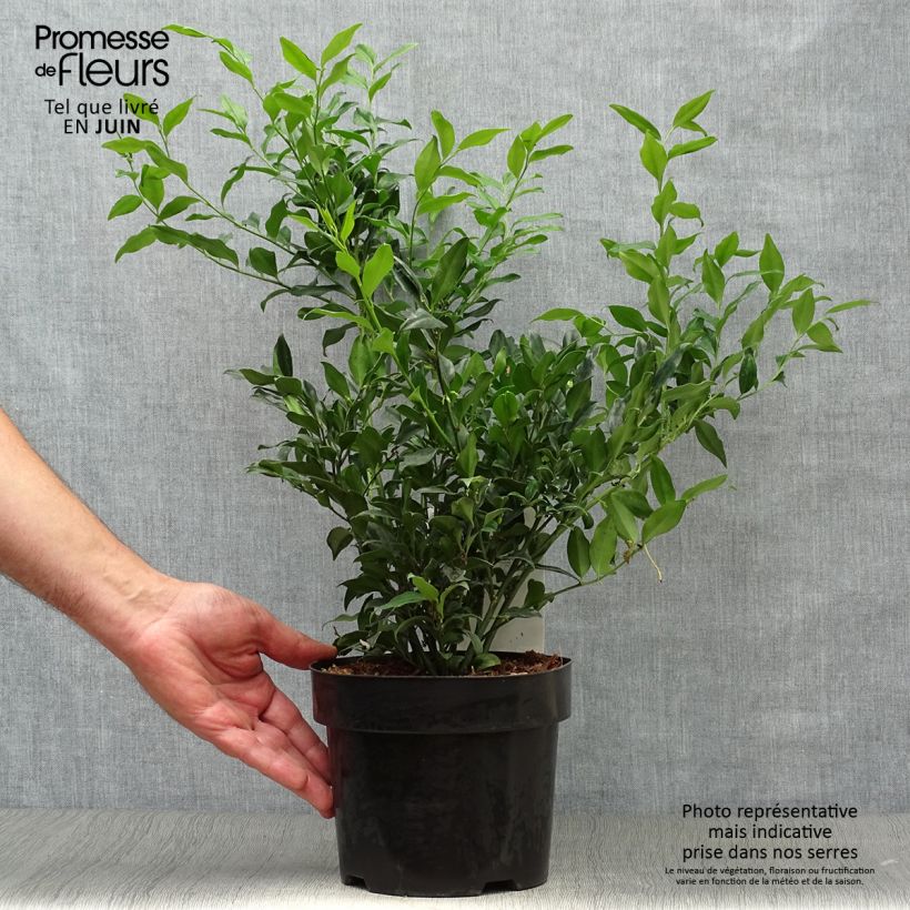 Esimerkki kesällä toimitetusta Sarcococca confusa Ruukku 2L / 3L-taimesta