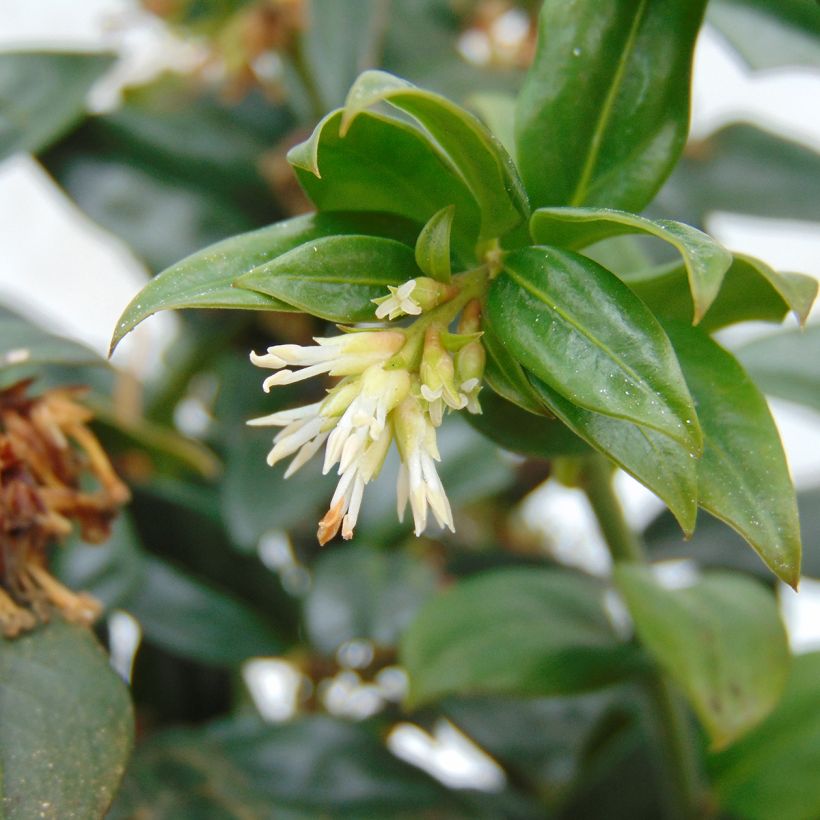 Sarcococca hookeriana (Kukinta)