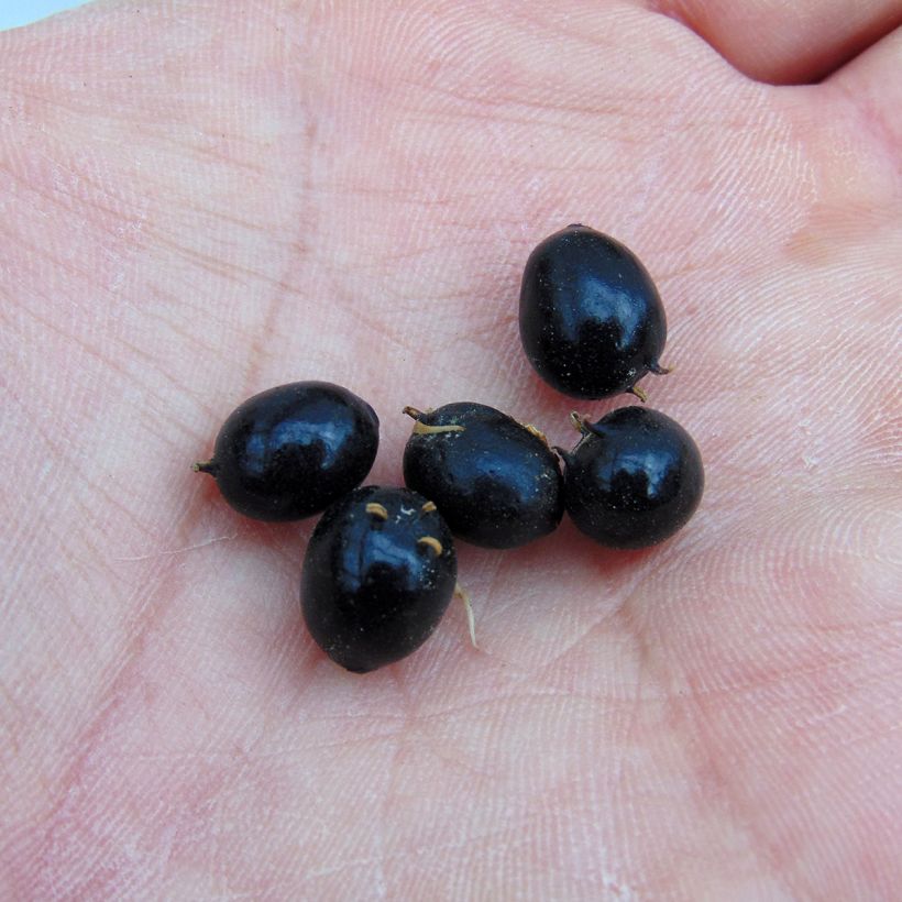 Sarcococca hookeriana (Sadonkorjuu)