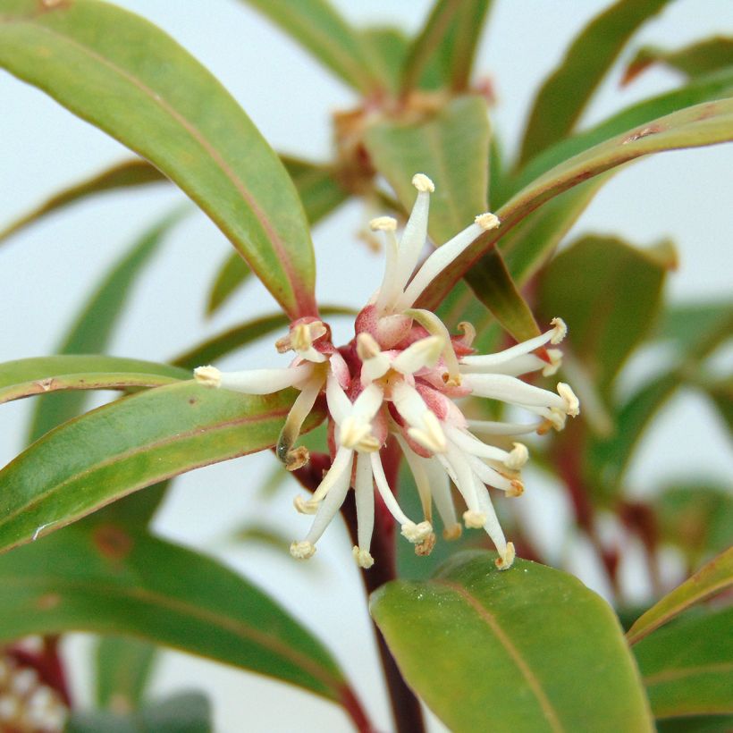 Sarcococca hookeriana var. digyna (Kukinta)