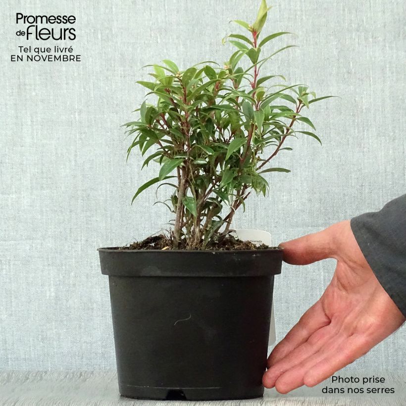 Esimerkki syksyllä toimitetusta Sarcococca hookeriana var. digyna 2 litran/3 litran ruukku-taimesta