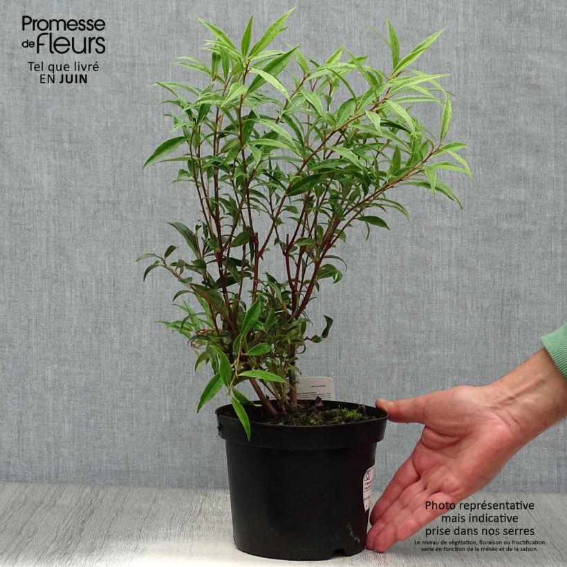 Esimerkki kesällä toimitetusta Sarcococca hookeriana var. digyna Pot de 2L/3L-taimesta