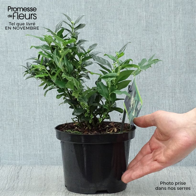 Esimerkki syksyllä toimitetusta Sarcococca hookeriana 2 litran/3 litran ruukku-taimesta