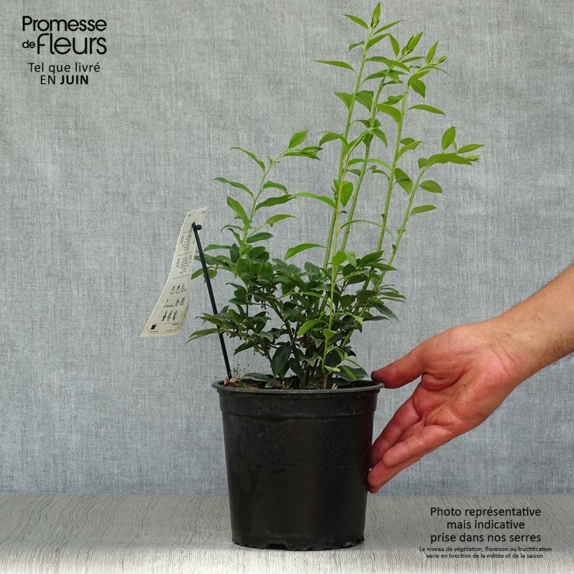 Esimerkki kesällä toimitetusta Sarcococca hookeriana Pot de 2L/3L-taimesta