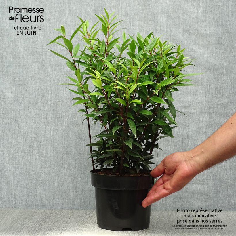 Esimerkki kesällä toimitetusta Sarcococca hookeriana var. digyna Purple Gem Ruukku 3L / 4L-taimesta