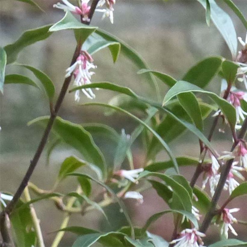 Sarcococca hookeriana var. digyna Purple Stem (Lehvistö)
