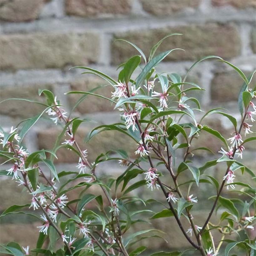 Sarcococca hookeriana var. digyna Purple Stem (Kukinta)